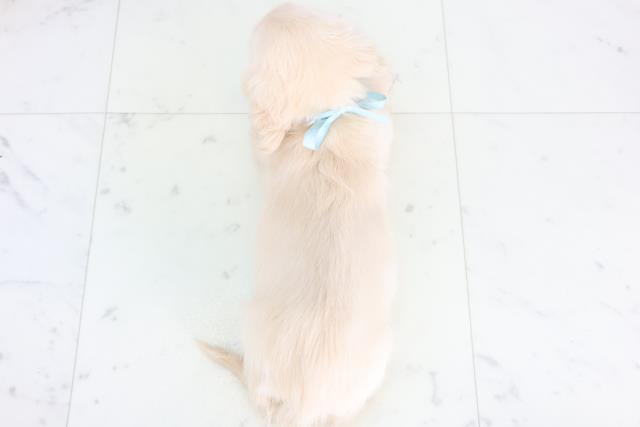 新潟県のカニンヘンダックスフンド(ロング) (Coo&RIKU新潟東店/2025年12月10日生まれ/男の子/クリーム)の子犬の4枚目の画像