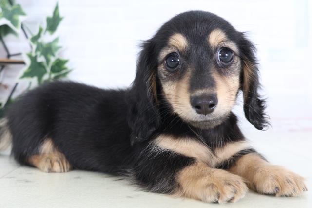 石川県のカニンヘンダックスフンド(ロング) (Coo&RIKUイオン野々市南店/2025年12月10日生まれ/女の子/ブラックイエロー)の子犬の2枚目の画像