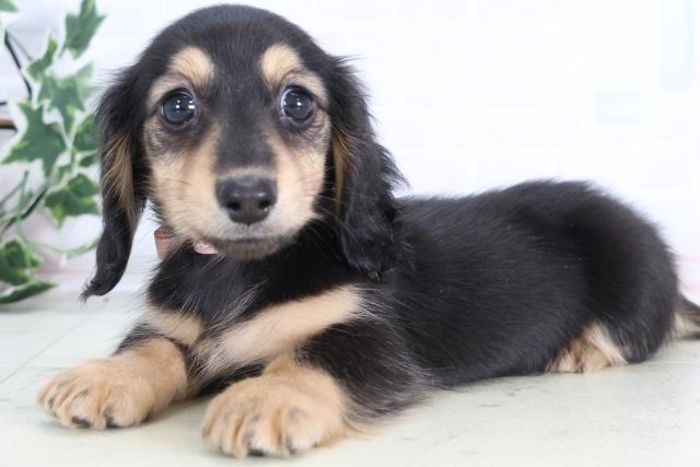 石川県のカニンヘンダックスフンド(ロング) (Coo&RIKUイオン野々市南店/2025年12月10日生まれ/女の子/ブラックイエロー)の子犬の3枚目の画像