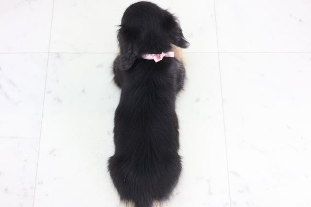 石川県のカニンヘンダックスフンド(ロング) (Coo&RIKUイオン野々市南店/2025年12月10日生まれ/女の子/ブラックイエロー)の子犬の4枚目の画像