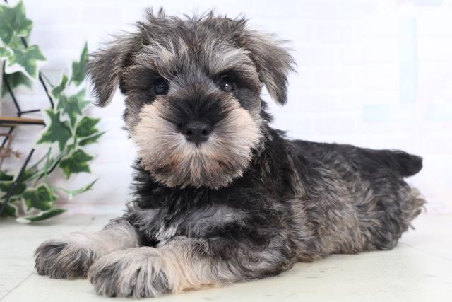 千葉県のミニチュアシュナウザー (Coo&RIKU東船橋店/2025年12月10日生まれ/男の子/ソルトペッパー)の子犬の3枚目の画像