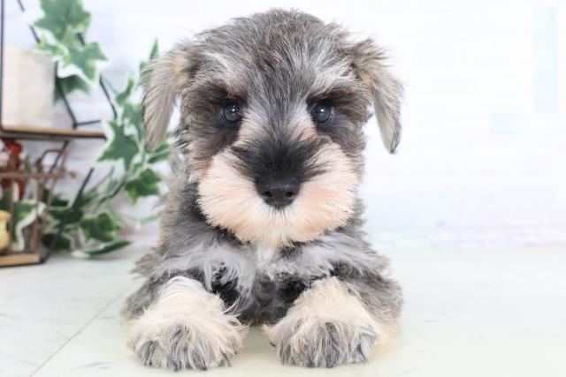 千葉県のミニチュアシュナウザー (Coo&RIKU流山店/2025年12月10日生まれ/女の子/ソルトペッパー)の子犬の1枚目の画像