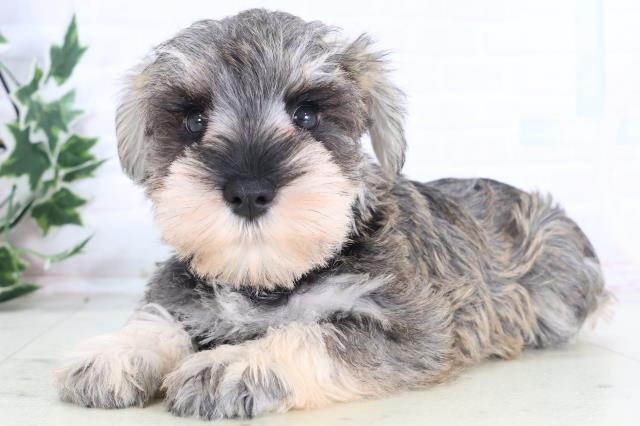 千葉県のミニチュアシュナウザー (Coo&RIKU流山店/2025年12月10日生まれ/女の子/ソルトペッパー)の子犬の3枚目の画像