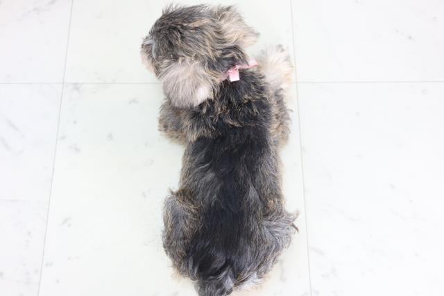 千葉県のミニチュアシュナウザー (Coo&RIKU流山店/2025年12月10日生まれ/女の子/ソルトペッパー)の子犬の4枚目の画像