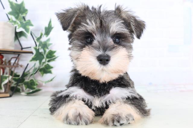 千葉県のミニチュアシュナウザー (Coo&RIKU木更津店/2025年12月10日生まれ/女の子/ソルトペッパー)の子犬の1枚目の画像