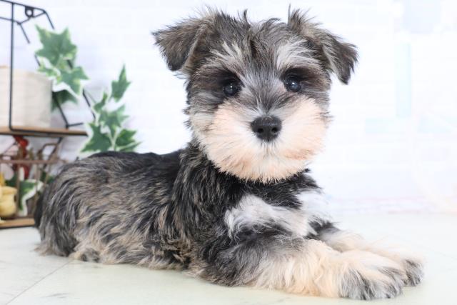 千葉県のミニチュアシュナウザー (Coo&RIKU木更津店/2025年12月10日生まれ/女の子/ソルトペッパー)の子犬の2枚目の画像