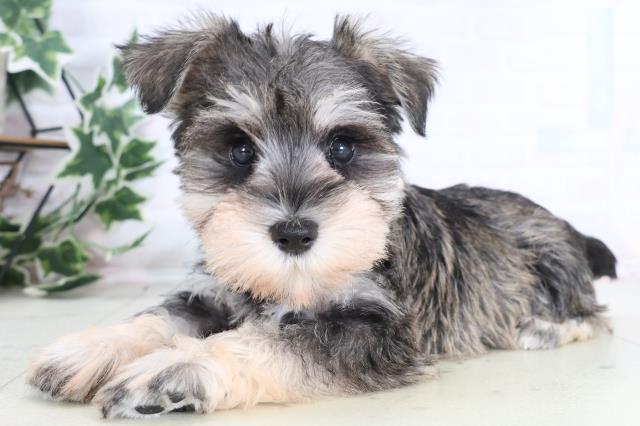 千葉県のミニチュアシュナウザー (Coo&RIKU木更津店/2025年12月10日生まれ/女の子/ソルトペッパー)の子犬の3枚目の画像