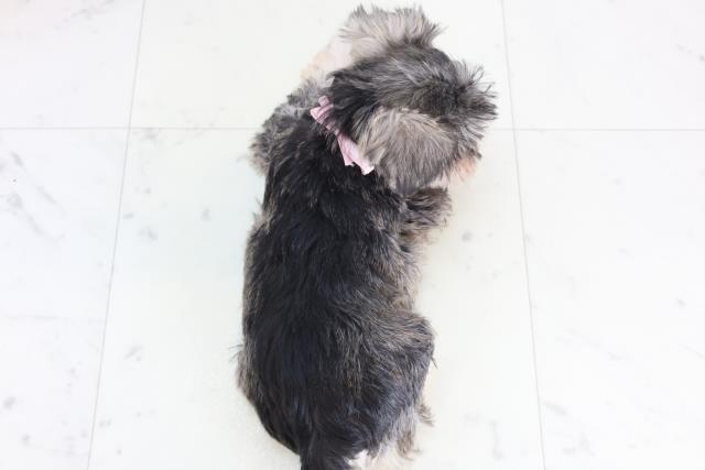 千葉県のミニチュアシュナウザー (Coo&RIKU木更津店/2025年12月10日生まれ/女の子/ソルトペッパー)の子犬の4枚目の画像