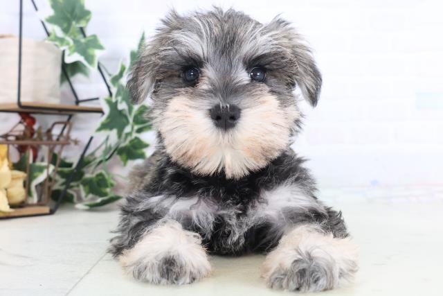 千葉県のミニチュアシュナウザー (Coo&RIKU八街店/2025年12月10日生まれ/女の子/ソルトペッパー)の子犬の1枚目の画像