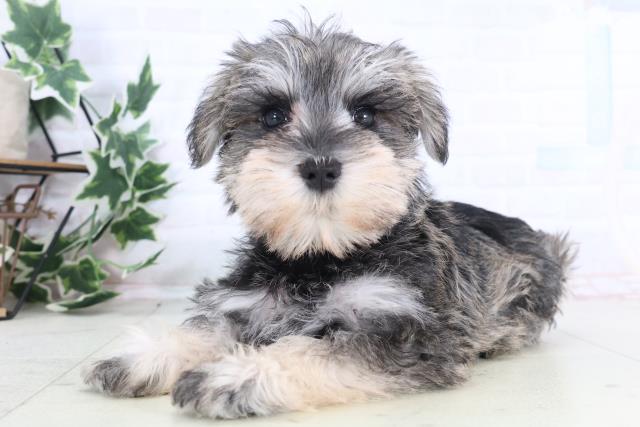 千葉県のミニチュアシュナウザー (Coo&RIKU八街店/2025年12月10日生まれ/女の子/ソルトペッパー)の子犬の3枚目の画像