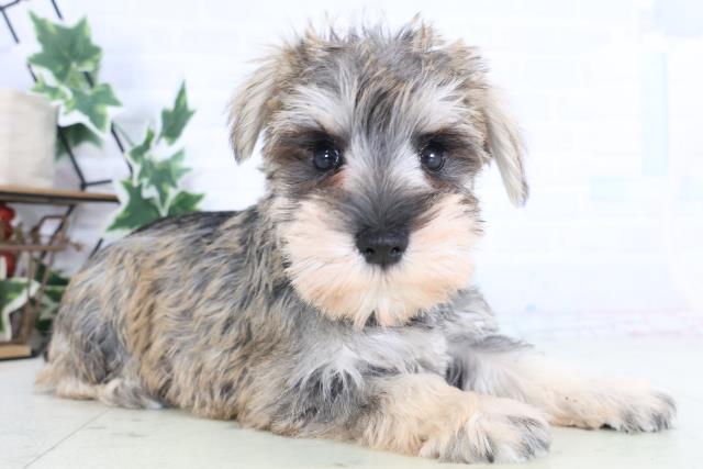 埼玉県のミニチュアシュナウザー (Coo&RIKU春日部店/2025年12月10日生まれ/女の子/ソルトペッパー)の子犬の2枚目の画像