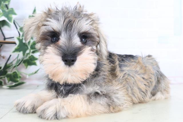 埼玉県のミニチュアシュナウザー (Coo&RIKU春日部店/2025年12月10日生まれ/女の子/ソルトペッパー)の子犬の3枚目の画像