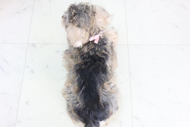 埼玉県のミニチュアシュナウザー (Coo&RIKU春日部店/2025年12月10日生まれ/女の子/ソルトペッパー)の子犬の4枚目の画像