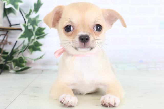 長野県のチワワ(スムース) (Coo&RIKU長野店/2025年12月10日生まれ/女の子/フォーン)の子犬