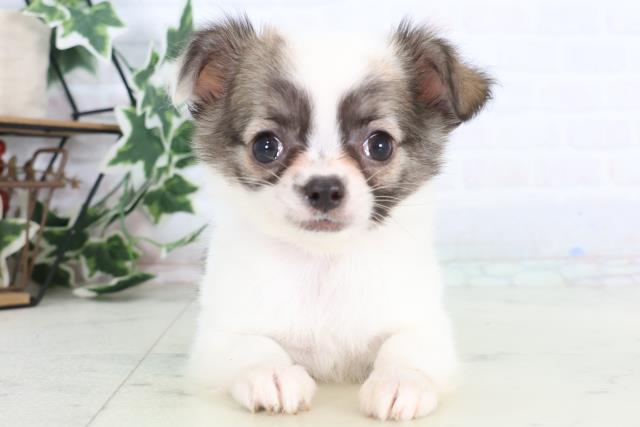 福岡県のチワワ(ロング) (Coo&RIKU黒崎店/2025年12月10日生まれ/女の子/ホワイトフォーン)の子犬の1枚目の画像