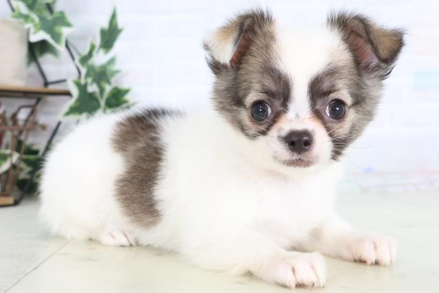 福岡県のチワワ(ロング) (Coo&RIKU黒崎店/2025年12月10日生まれ/女の子/ホワイトフォーン)の子犬の2枚目の画像