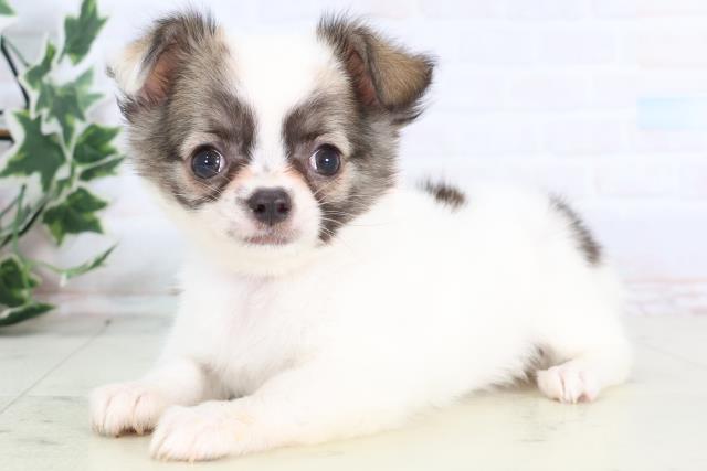 福岡県のチワワ(ロング) (Coo&RIKU黒崎店/2025年12月10日生まれ/女の子/ホワイトフォーン)の子犬の3枚目の画像