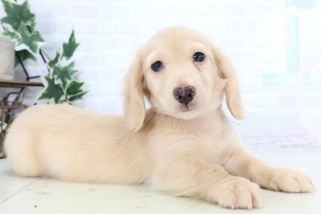 新潟県のミニチュアダックスフンド(ロング) (Coo&RIKU上越店/2025年12月11日生まれ/男の子/クリーム)の子犬の2枚目の画像