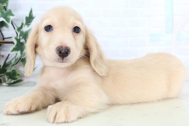 新潟県のミニチュアダックスフンド(ロング) (Coo&RIKU上越店/2025年12月11日生まれ/男の子/クリーム)の子犬の3枚目の画像