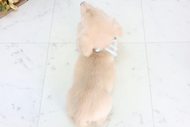 新潟県のミニチュアダックスフンド(ロング) (Coo&RIKU上越店/2025年12月11日生まれ/男の子/クリーム)の子犬の4枚目の画像