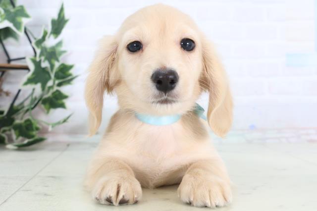 新潟県のミニチュアダックスフンド(ロング) (Coo&RIKU長岡店/2025年12月11日生まれ/男の子/クリーム)の子犬の1枚目の画像