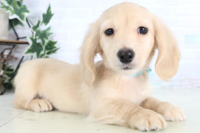 新潟県のミニチュアダックスフンド(ロング) (Coo&RIKU長岡店/2025年12月11日生まれ/男の子/クリーム)の子犬の2枚目の画像