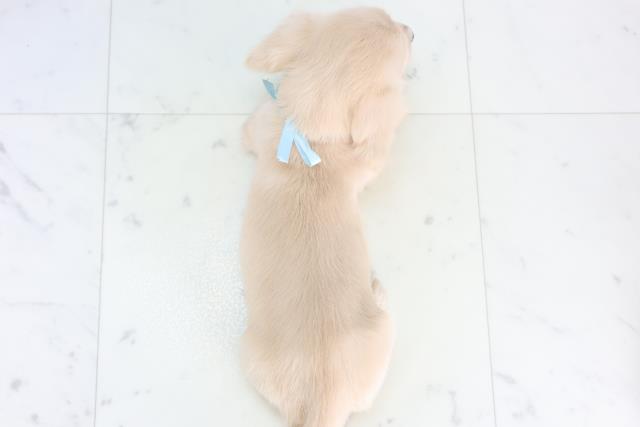 新潟県のミニチュアダックスフンド(ロング) (Coo&RIKU長岡店/2025年12月11日生まれ/男の子/クリーム)の子犬の4枚目の画像