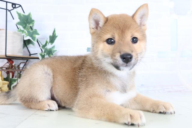 新潟県の豆柴 (Coo&RIKU新潟西店/2025年12月11日生まれ/男の子/赤)の子犬の2枚目の画像