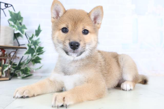 新潟県の豆柴 (Coo&RIKU新潟西店/2025年12月11日生まれ/男の子/赤)の子犬の3枚目の画像