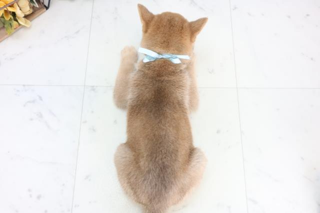 新潟県の豆柴 (Coo&RIKU新潟西店/2025年12月11日生まれ/男の子/赤)の子犬の4枚目の画像