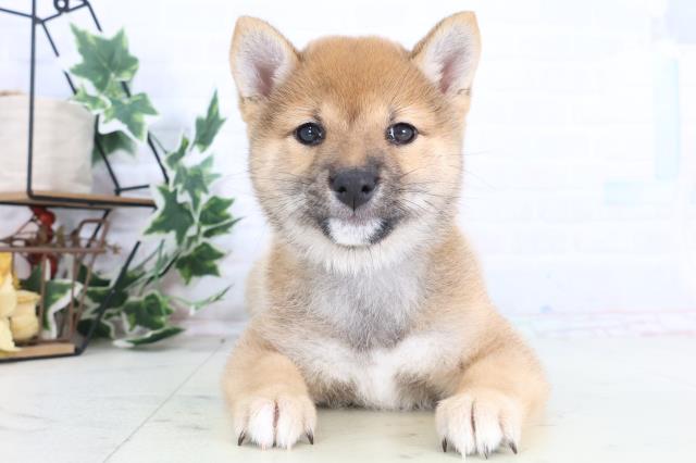 富山県の豆柴 (Coo&RIKU富山店/2025年12月11日生まれ/女の子/赤)の子犬の1枚目の画像