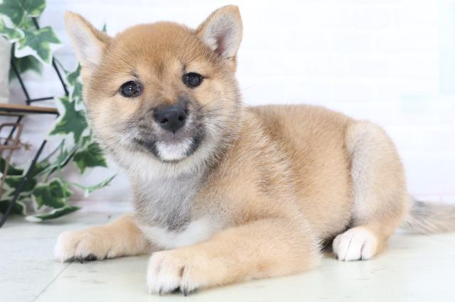 富山県の豆柴 (Coo&RIKU富山店/2025年12月11日生まれ/女の子/赤)の子犬の3枚目の画像