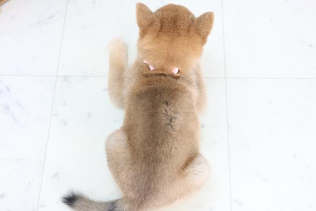 富山県の豆柴 (Coo&RIKU富山店/2025年12月11日生まれ/女の子/赤)の子犬の4枚目の画像