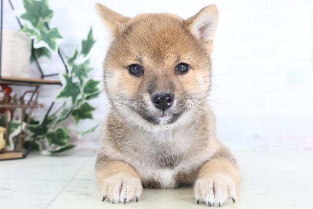 福井県の豆柴 (Coo&RIKU福井店/2025年12月11日生まれ/女の子/赤)の子犬の1枚目の画像