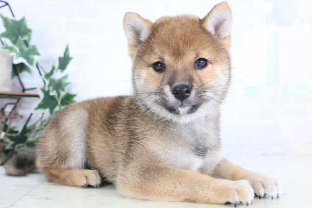 福井県の豆柴 (Coo&RIKU福井店/2025年12月11日生まれ/女の子/赤)の子犬の2枚目の画像