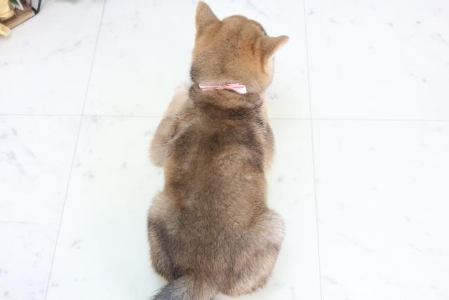 福井県の豆柴 (Coo&RIKU福井店/2025年12月11日生まれ/女の子/赤)の子犬の4枚目の画像