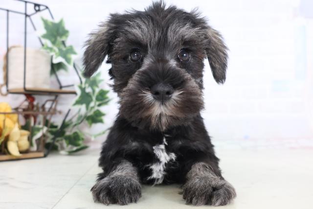 埼玉県のミニチュアシュナウザー (Coo&RIKU所沢店/2025年12月11日生まれ/男の子/ソルトペッパー)の子犬の1枚目の画像