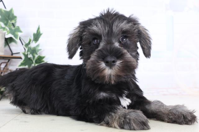 埼玉県のミニチュアシュナウザー (Coo&RIKU所沢店/2025年12月11日生まれ/男の子/ソルトペッパー)の子犬の2枚目の画像