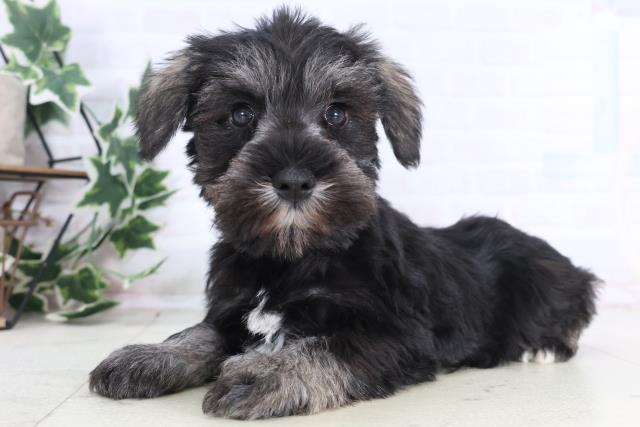 埼玉県のミニチュアシュナウザー (Coo&RIKU所沢店/2025年12月11日生まれ/男の子/ソルトペッパー)の子犬の3枚目の画像