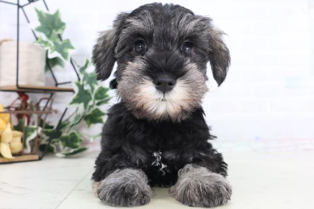 神奈川県のミニチュアシュナウザー (Coo&RIKU横浜旭店/2025年12月11日生まれ/男の子/ソルトペッパー)の子犬の1枚目の画像