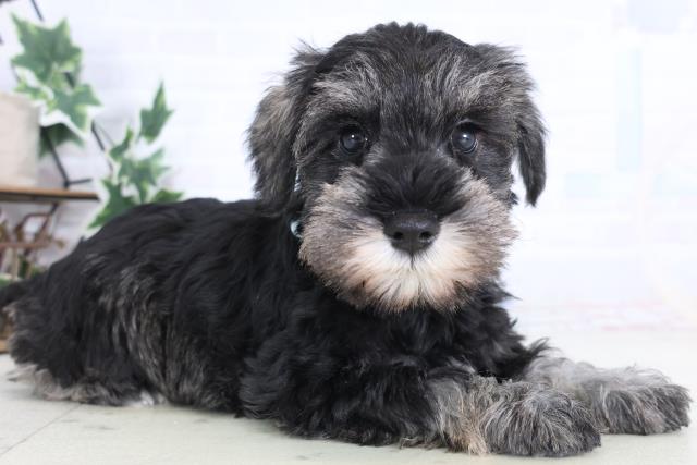 神奈川県のミニチュアシュナウザー (Coo&RIKU横浜旭店/2025年12月11日生まれ/男の子/ソルトペッパー)の子犬の2枚目の画像