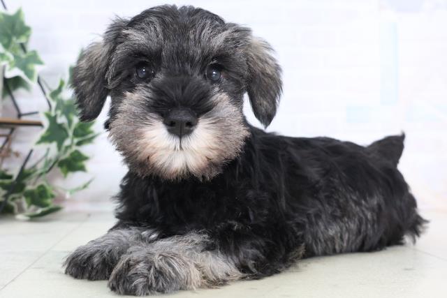神奈川県のミニチュアシュナウザー (Coo&RIKU横浜旭店/2025年12月11日生まれ/男の子/ソルトペッパー)の子犬の3枚目の画像