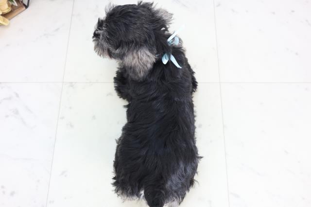 神奈川県のミニチュアシュナウザー (Coo&RIKU横浜旭店/2025年12月11日生まれ/男の子/ソルトペッパー)の子犬の4枚目の画像