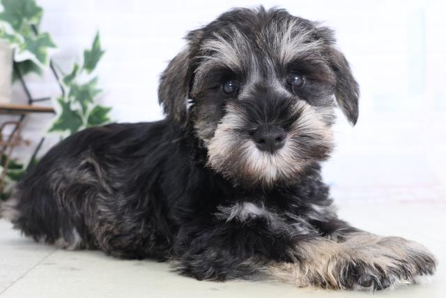 神奈川県のミニチュアシュナウザー (Coo&RIKU長津田店/2025年12月11日生まれ/男の子/ソルトペッパー)の子犬の2枚目の画像