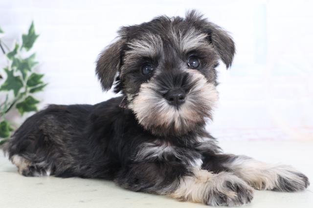 埼玉県のミニチュアシュナウザー (Coo&RIKU熊谷ニットーモール店/2025年12月11日生まれ/女の子/ソルトペッパー)の子犬の2枚目の画像