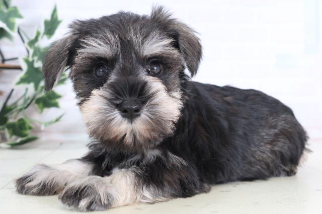 埼玉県のミニチュアシュナウザー (Coo&RIKU熊谷ニットーモール店/2025年12月11日生まれ/女の子/ソルトペッパー)の子犬の3枚目の画像