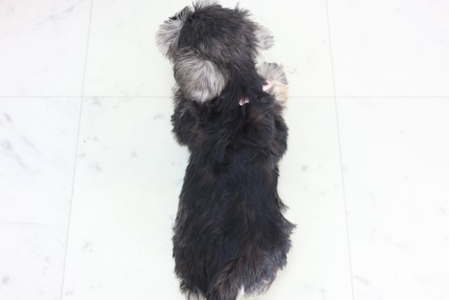 埼玉県のミニチュアシュナウザー (Coo&RIKU熊谷ニットーモール店/2025年12月11日生まれ/女の子/ソルトペッパー)の子犬の4枚目の画像