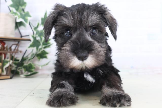 東京都のミニチュアシュナウザー (Coo&RIKU板橋店/2025年12月11日生まれ/女の子/ソルトペッパー)の子犬の1枚目の画像