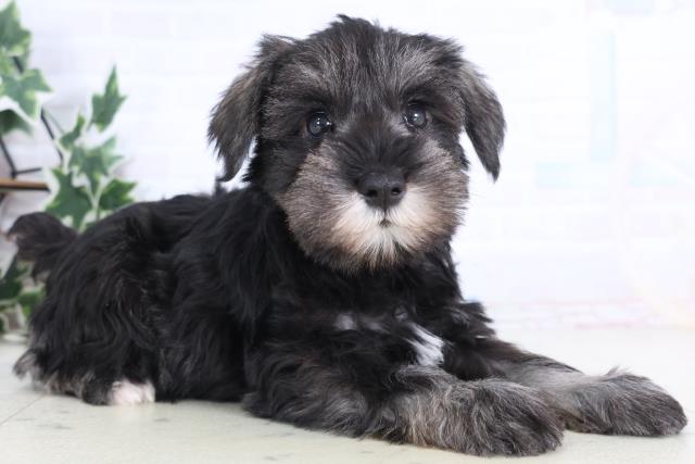 東京都のミニチュアシュナウザー (Coo&RIKU板橋店/2025年12月11日生まれ/女の子/ソルトペッパー)の子犬の2枚目の画像