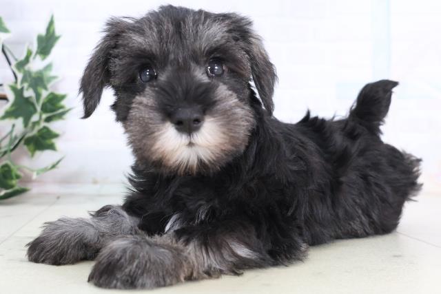 東京都のミニチュアシュナウザー (Coo&RIKU板橋店/2025年12月11日生まれ/女の子/ソルトペッパー)の子犬の3枚目の画像